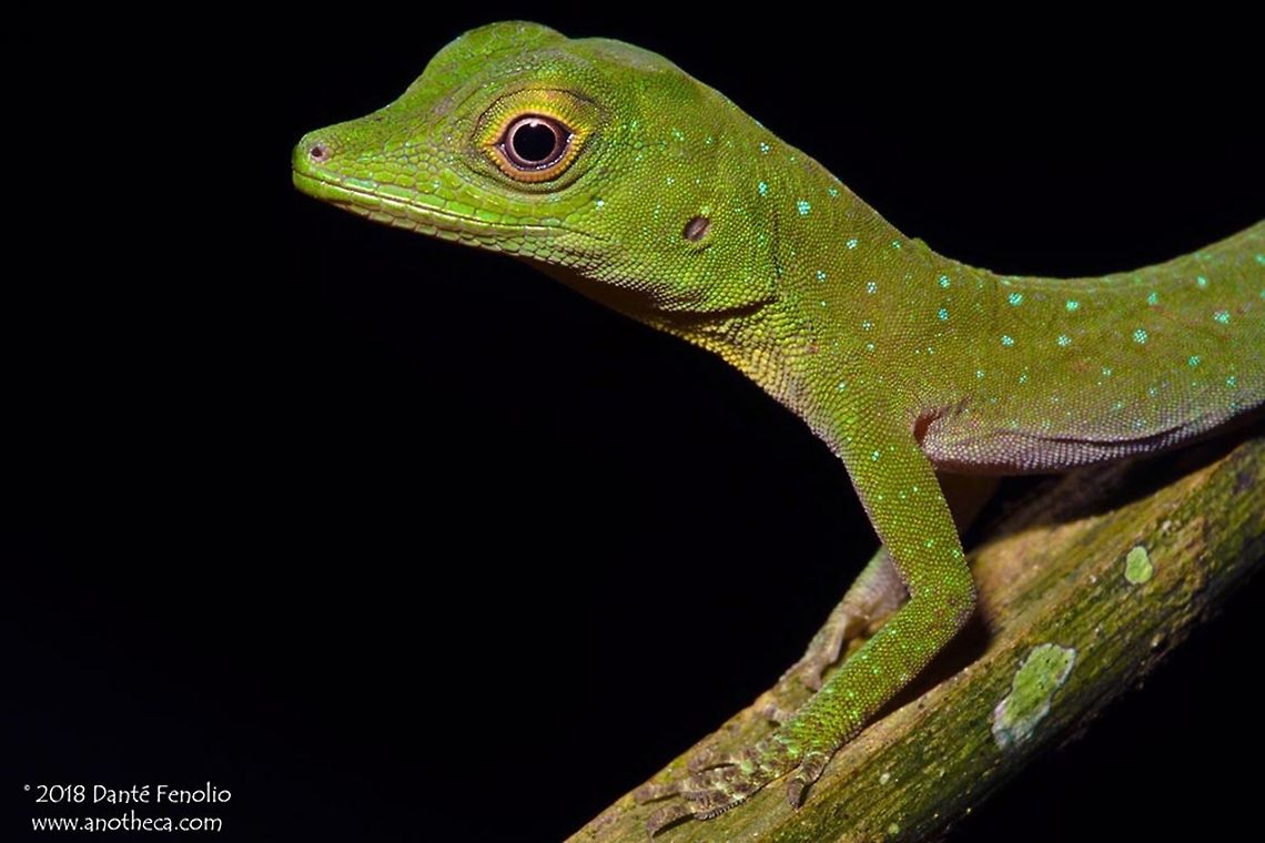 The Amazonian Spotted Anole (Anolis {Dactyloa} punctatus) The Amazonian Spotted Anole (Anolis {Dactyloa} punctatus)....found most often in deep, primary forest. Observed on the R&iacute;o Sucusari, Loreto, Peru (on a night hike) - November 2015. This is a juvenile. Amazonian Peru,Amazonian Spotted Anole,Anolis punctatus,Dactyloa,R&iacute;o Sucusari,Spotted Anole,primary rainforest fauna