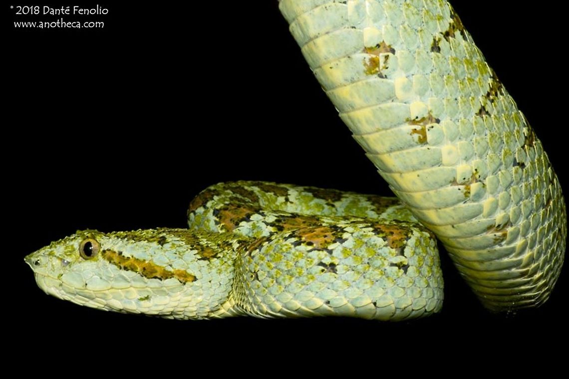 Blotched Palm Pitviper (Bothriechis supraciliaris) The Blotched Palm Pitviper, Bothriechis supraciliaris, photographed in Costa Rica, August 2014.<br />
<br />
 Blotched Palm Pitviper,Bothriechis supraciliaris,Central America herpetofauna,arboreal,palm viper,pit viper,pitviper,supraciliaris,tree viper,venomous snake,viperidae