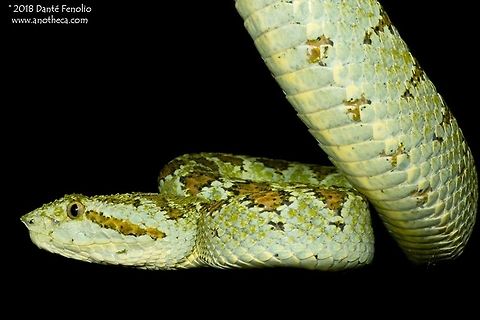 Blotched palm-pit viper