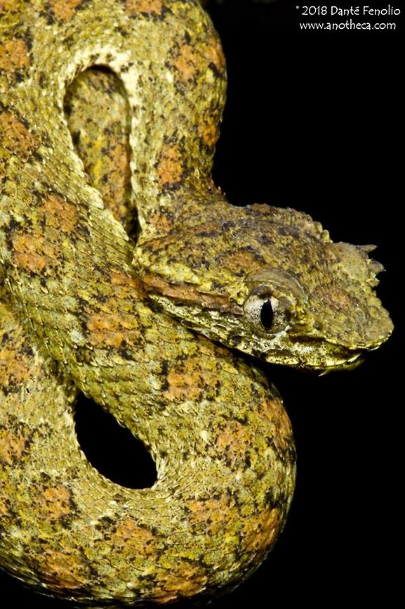 Blotched Palm Pitviper (Bothriechis supraciliaris) The Blotched Palm Pitviper, Bothriechis supraciliaris, photographed in Costa Rica, August 2014.<br />
<br />
 Blotched Palm Pitviper,Blotched palm-pit viper,Bothriechis supraciliaris,Central America herpetofauna,arboreal,palm viper,pit viper,pitviper,tree viper,venomous snake,viperidae