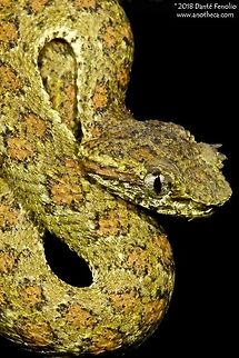 Blotched Palm Pitviper (Bothriechis supraciliaris) The Blotched Palm Pitviper, Bothriechis supraciliaris, photographed in Costa Rica, August 2014.

 Blotched Palm Pitviper,Blotched palm-pit viper,Bothriechis supraciliaris,Central America herpetofauna,arboreal,palm viper,pit viper,pitviper,tree viper,venomous snake,viperidae