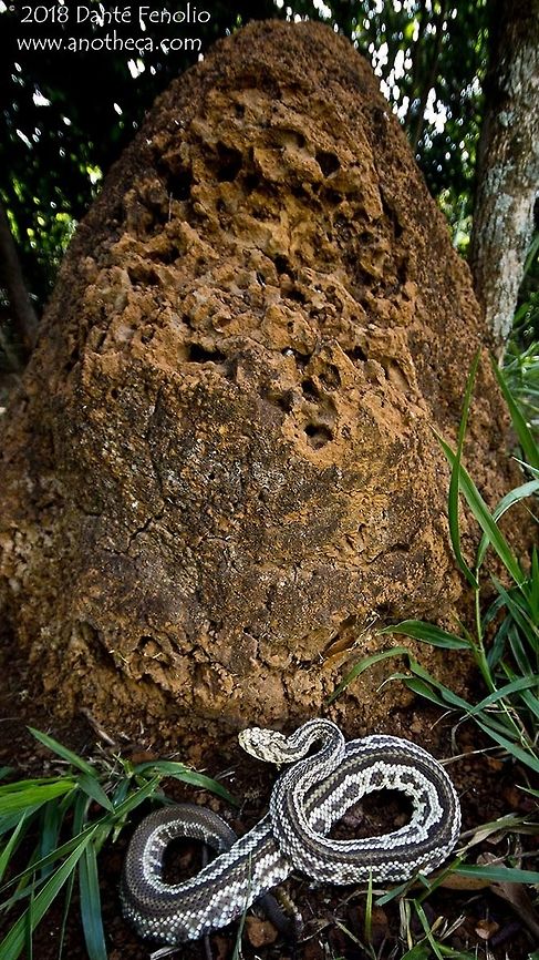 Brazilian Rattlesnake (Crotalus durissus collilineatus), striped morph Brazilian Rattlesnake (Crotalus durissus collilineatus), striped morph, observed around Ca&ccedil;u, Goi&aacute;s, Brazil Brasil,Brazil,Brazilian Rattlesnake,Caçu,Crotalus durissus,Crotalus durissus collilineatus,Goiás,Neotropical Rattlesnake,cerrado,striped morph,termite mound herpetofauna,venomous snake,viper,viperidae