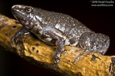 The Dotted Humming Frog (Chiasmocleis ventrimaculatus), Rio Sucusari, Loreto, Peru, October 2016 The Dotted Humming Frog (Chiasmocleis ventrimaculatus), Rio Sucusari, Loreto, Peru, October 2016.  This individual found in the leaf litter of old secondary forest. Amazonian Peru,Chiasmocleis ventrimaculata,Chiasmocleis ventrimaculatus,Dotted Humming Frog,leaf litter inhabitant,microhylid,microhylidae,rainforest fauna