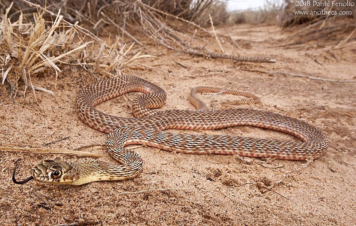 Coachwhip (Masticophis flagellum) Coachwhip (Masticophis flagellum) New Mexico, 2013 Coachwhip,Colubridae,Masticophis flagellum,New Mexico