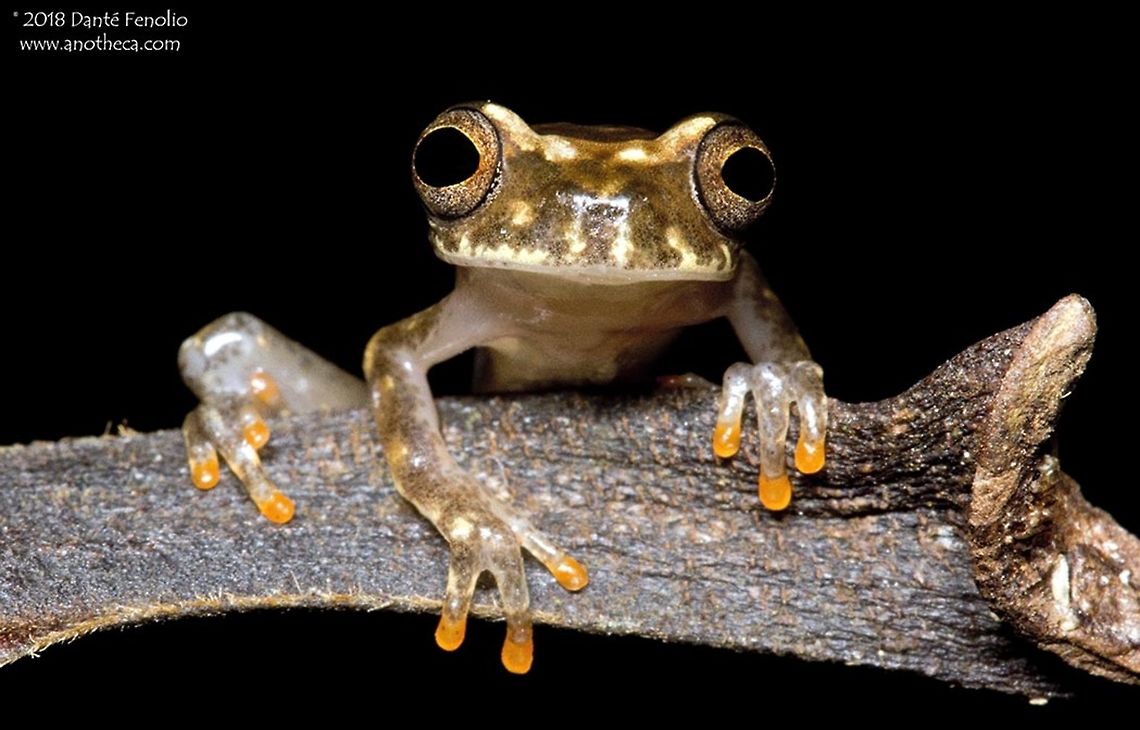 Ross Allen's Treefrog (Dendropsophus rossalleni) Ross Allen&#039;s Treefrog (Dendropsophus rossalleni), Rio Samaria, Loreto, Peru Amazonian Peru,Dendropsophus rossalleni,Hylidae,Ross Allen's Treefrog,arboreal frog,rainforest amphibian