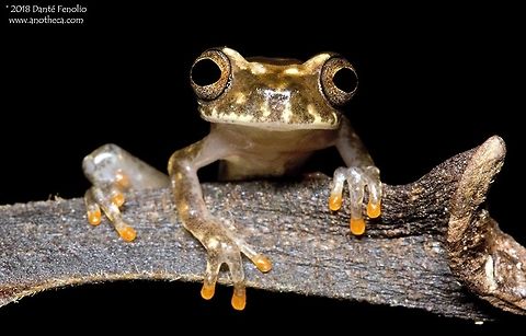 Ross Allen's Treefrog (Dendropsophus rossalleni) Ross Allen's Treefrog (Dendropsophus rossalleni), Rio Samaria, Loreto, Peru Amazonian Peru,Dendropsophus rossalleni,Hylidae,Ross Allen's Treefrog,arboreal frog,rainforest amphibian