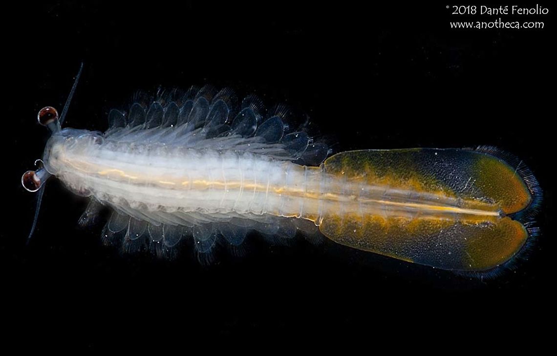 Mexican Beavertail Fairy Shrimp (Thamnocephalus mexicanus) The Mexican Beavertail Fairy Shrimp (Thamnocephalus mexicanus) is a vernal pool inhabitant.  Eggs lay dormant at the bottom of depressions that will fill with rare desert rains.  The life cycle is fast since the desert pools dry quickly.  Photographed in New Mexico, 2013. Mexican Beaver-tail Fairy Shrimp,Mexican Beavertail Fairy Shrimp,Thamnocephalus mexicanus,abbreviated life cycle,aquatic desert species,vernal pool