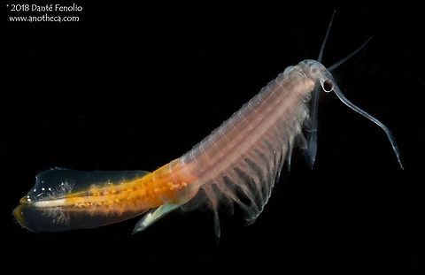 Mexican Beavertail Fairy Shrimp (Thamnocephalus mexicanus) The Mexican Beavertail Fairy Shrimp (Thamnocephalus mexicanus) is a vernal pool inhabitant. Eggs lay dormant at the bottom of depressions that will fill with rare desert rains. The life cycle is fast since the desert pools dry quickly. Photographed in New Mexico, 2013.  Mexican Beaver-tail Fairy Shrimp,Mexican Beavertail Fairy Shrimp,Thamnocephalus mexicanus,abbreviated life cycle,aquatic desert species,vernal pool