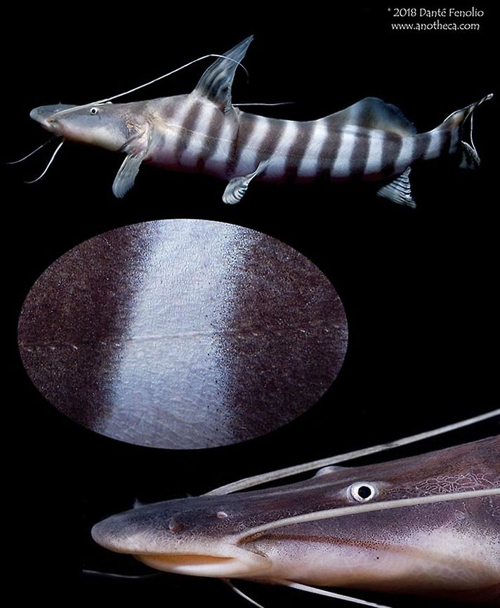 Composite: Banded Goliath Catfish (Brachyplatystoma tigrinum) The Banded Goliath Catfish (Brachyplatystoma tigrinum) is a stunning catfish from the Amazon River Basin. The species is harvested for food (adults to 60cm) and for export in the aquarium trade. This specimen was photographed in the Peruvian Amazon 2010. Amazon Basin,Amazon River,Banded Goliath Catfish,Brachyplatystoma tigrinum,Catfish,Long-whiskered catfishes,Pimelodidae,Siluriformes,Tigerstripe catfish,Tigerstriped Catfish,rainforest species