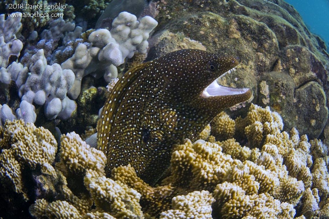 Whitemouth Moray Eel (Gymnothorax meleagris) An encounter on the reef - a Whitemouth Moray Eel (Gymnothorax meleagris), Maui, Hawaii 2016 Gymnothorax meleagris,Hawaii,Maui,Turkey moray,Whitemouth Moray Eel,reef species