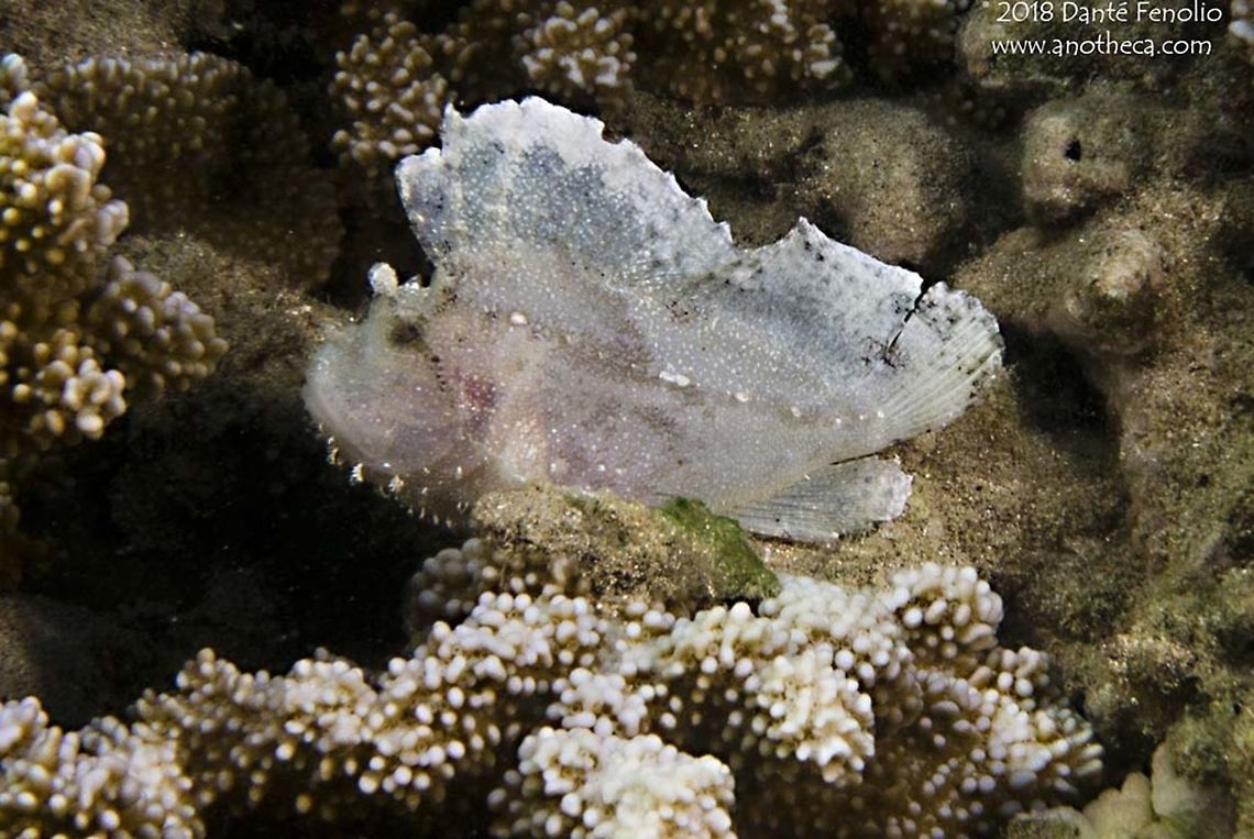 Hawaiian Leaf Fish (Taenianotus triacanthus) Hawaiian Leaf Fish (Taenianotus triacanthus), Maui, Hawaii 2016 Hawaii,Hawaiian Leaf Fish,Leaf scorpionfish,Maui,Taenianotus triacanthus,cryptic appearance,reef species