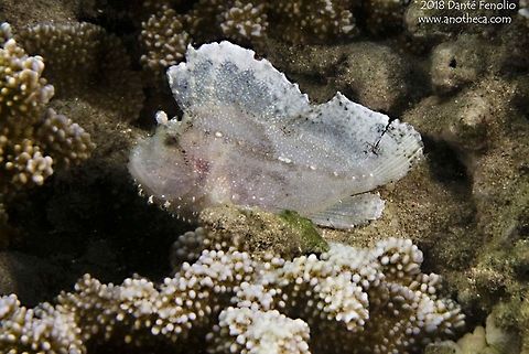 Hawaiian Leaf Fish (Taenianotus triacanthus) Hawaiian Leaf Fish (Taenianotus triacanthus), Maui, Hawaii 2016 Hawaii,Hawaiian Leaf Fish,Leaf scorpionfish,Maui,Taenianotus triacanthus,cryptic appearance,reef species