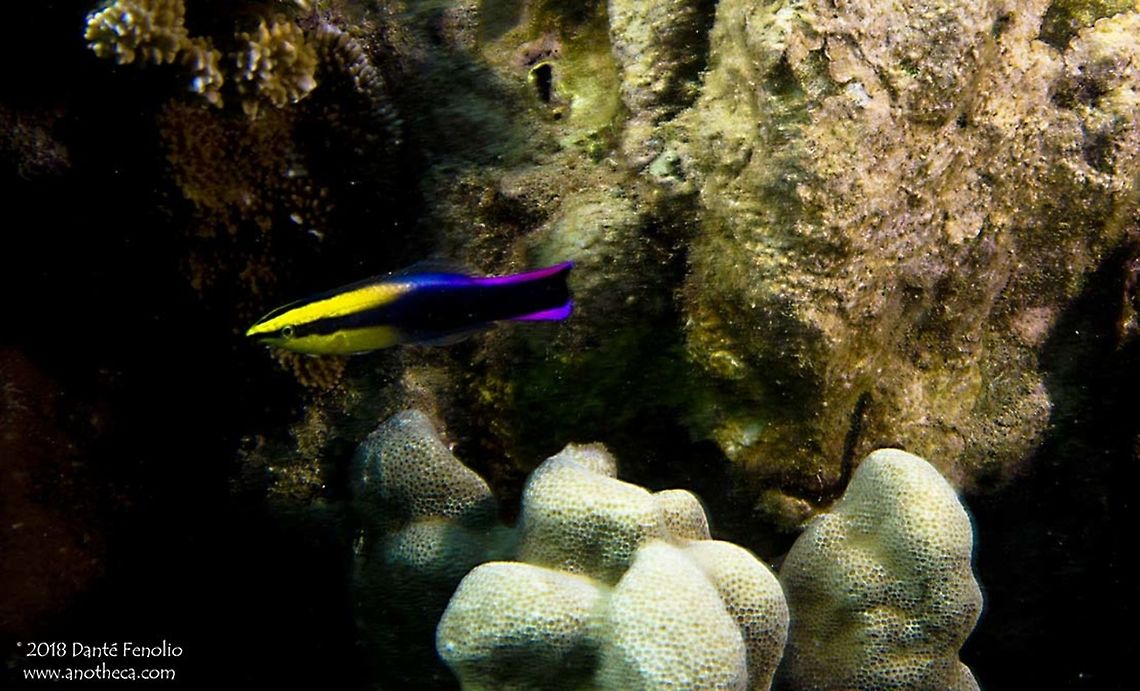Hawaiian Cleaner Wrasse (Labroides phthirophagus) Hawaiian Cleaner Wrasse (Labroides phthirophagus) Napili Bay, Maui, Hawaii 2016 Hawaii,Hawaiian Cleaner Wrasse,Hawaiian cleaner wrasse,Labroides phthirophagus,Maui,Napili Bay,reef species