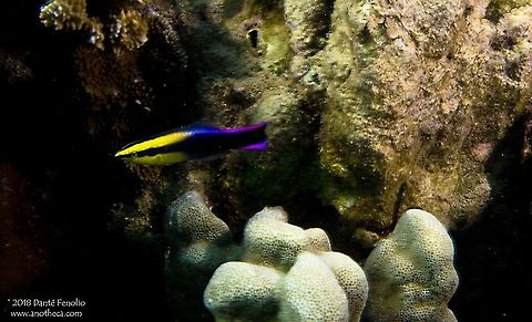 Hawaiian cleaner wrasse
