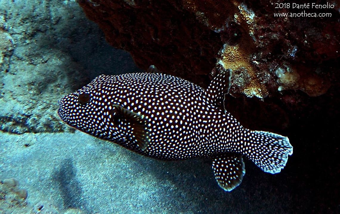 Guineafowl Puffer (Arothron meleagris) Guineafowl Puffer (Arothron meleagris), Lanai, Hawaii 2016 Arothron meleagris,Guineafowl Puffer,Guineafowl puffer,Hawaii,Lanai,reef species