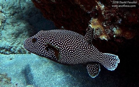 Guineafowl Puffer (Arothron meleagris) Guineafowl Puffer (Arothron meleagris), Lanai, Hawaii 2016 Arothron meleagris,Guineafowl Puffer,Guineafowl puffer,Hawaii,Lanai,reef species