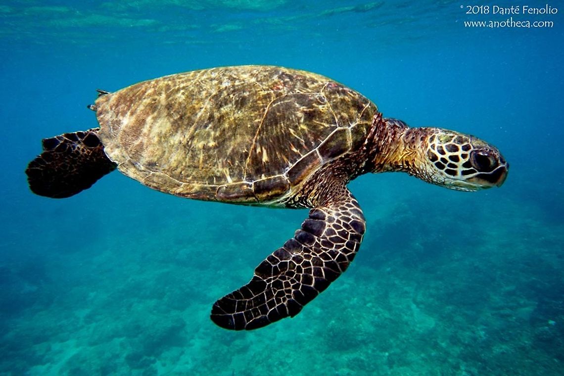 Green Sea Turtle (Chelonia mydas) Green Sea Turtle (Chelonia mydas), Napili Beach, Maui, Hawaii 2016 Chelonia mydas,Green Sea Turtle,Green sea turtle,Hawaii,Maui,marine reptile