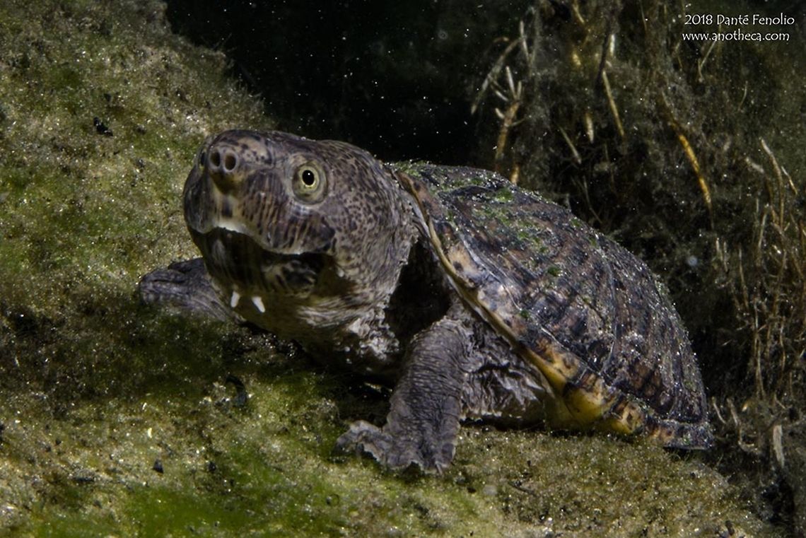 Loggerhead Musk Turtle (Sternotherus minor minor) Loggerhead Musk Turtle (Sternotherus minor minor) crawling along the bottom of the Santa Fe River, Gilchrist Co, Florida, May 2018 Gilchrist County,Loggerhead Musk Turtle,Loggerhead musk turtle,North American turtle; Florida,Santa Fe River,Sternotherus minor,Sternotherus minor minor,spring run