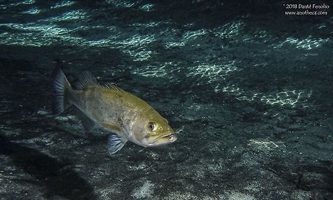 Largemouth Bass (Micropterus salmoides) in-situ Largemouth Bass (Micropterus salmoides), Santa Fe River, Gilchrist Co, Florida, May 2018 Florida,Gilchrist County,Largemouth Bass,Micropterus salmoides,North American freshwater fishes,Santa Fe River,sport fish,spring run