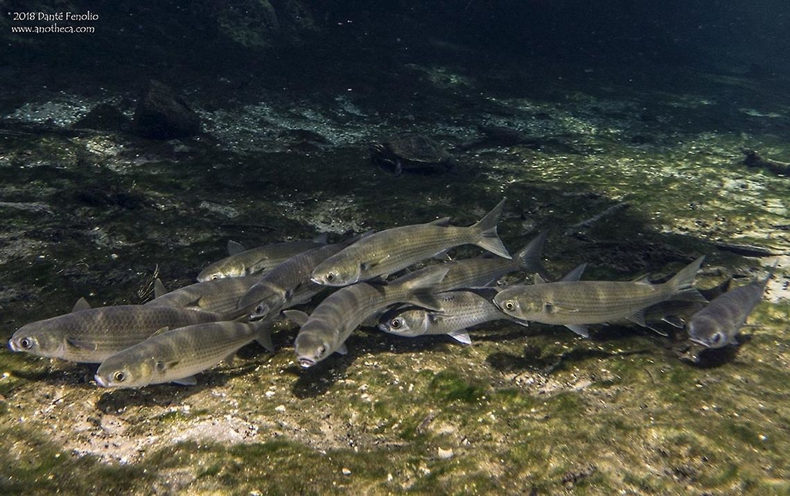 Striped Mullet (Mugil cephalus) in-situ Striped Mullet (Mugil cephalus), Santa Fe River, Gilchrist Co, Florida, May 2018 Flathead grey mullet,Florida,Gilchrist County,Mugil cephalus,North American freshwater fishes,Santa Fe River,Striped Mullet,spring run