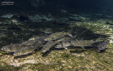 Striped Mullet (Mugil cephalus) in-situ Striped Mullet (Mugil cephalus), Santa Fe River, Gilchrist Co, Florida, May 2018 Flathead grey mullet,Florida,Gilchrist County,Mugil cephalus,North American freshwater fishes,Santa Fe River,Striped Mullet,spring run