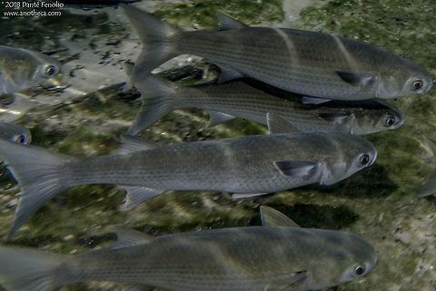 Striped Mullet (Mugil cephalus) in-situ Striped Mullet (Mugil cephalus), Santa Fe River, Gilchrist Co, Florida, May 2018 Flathead grey mullet,Florida,Gilchrist County,Mugil cephalus,North American freshwater fishes,Santa Fe River,Striped Mullet,spring run
