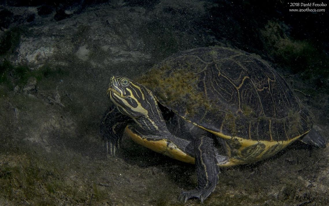 Female Suwannee Cooter (Pseudemys concinna suwanniensis) in-situ Suwannee Cooter (Pseudemys concinna suwanniensis), crawling along the bottom of the Santa Fe River, Gilchrist Co, Florida, May 2018 North American turtle; Florida,Pseudemys concinna,Pseudemys concinna suwanniensis,Santa Fe River,Suwannee Cooter,river cooter,spring run
