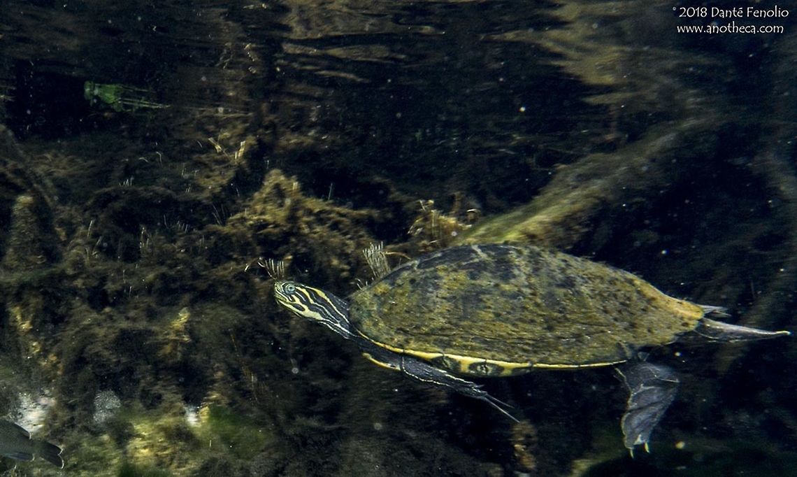 Male Suwannee Cooter (Pseudemys concinna suwanniensis) in-situ Suwannee Cooter (Pseudemys concinna suwanniensis), crawling along the bottom of the Santa Fe River, Gilchrist Co, Florida, May 2018 North American turtle; Florida,Pseudemys concinna,Pseudemys concinna suwanniensis,River cooter,Santa Fe River,Suwannee Cooter,spring run