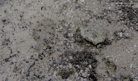 Freshwater Sole (Trinectes maculatus) in-situ on the bottom of the a spring run feeding the Santa Fe River, Gilchrist Co, Florida, May 2018 Got a chance to snorkel at night in spring runs like "Devil's Ear" and "Devil's Eye" on the Santa Fe River, Gilchrist Co, Florida. Lots of small sole out (Trinectes maculatus). These guys are known locally as "Hogchokers" and range from the coastal regions along the northeast all the way around Florida and the Gulf coast down to the coast of Panama. The species prefers brackish water but is fine in salt and freshwater. In fact, they can be found considerable distances up rivers and away from marine environments. Those living in freshwater will migrate toward the ocean to breed in the spring. Very cool flatfish!  This individual is roughly 2cm total length. Florida,Freshwater Sole,Gilchrist County,Hogchoker,North American freshwater fish diversity,Santa Fe River,Trinectes maculatus,euryhaline,flatfish,spring run