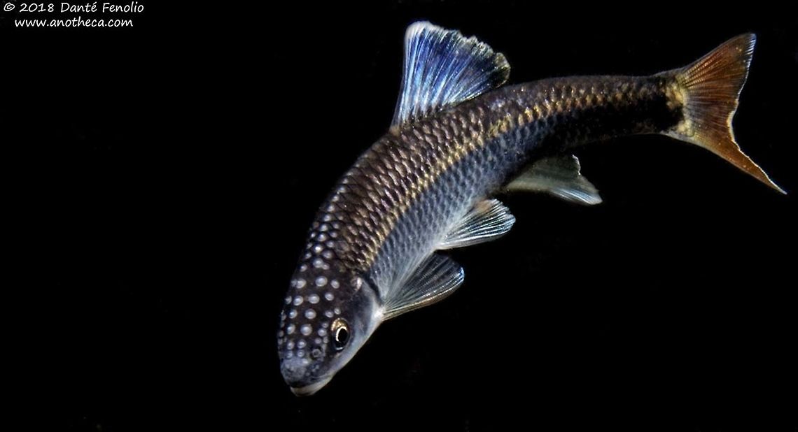 Alabama Shiner (Cyprinella callistia) Alabama Shiner (Cyprinella callistia), reproductive male, Conasauga River Snorkeling Hole, Conasauga River, Polk, County, Tennessee Alabama shiner,Cyprinella callistia