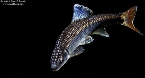 Alabama Shiner (Cyprinella callistia) Alabama Shiner (Cyprinella callistia), reproductive male, Conasauga River Snorkeling Hole, Conasauga River, Polk, County, Tennessee Alabama shiner,Cyprinella callistia