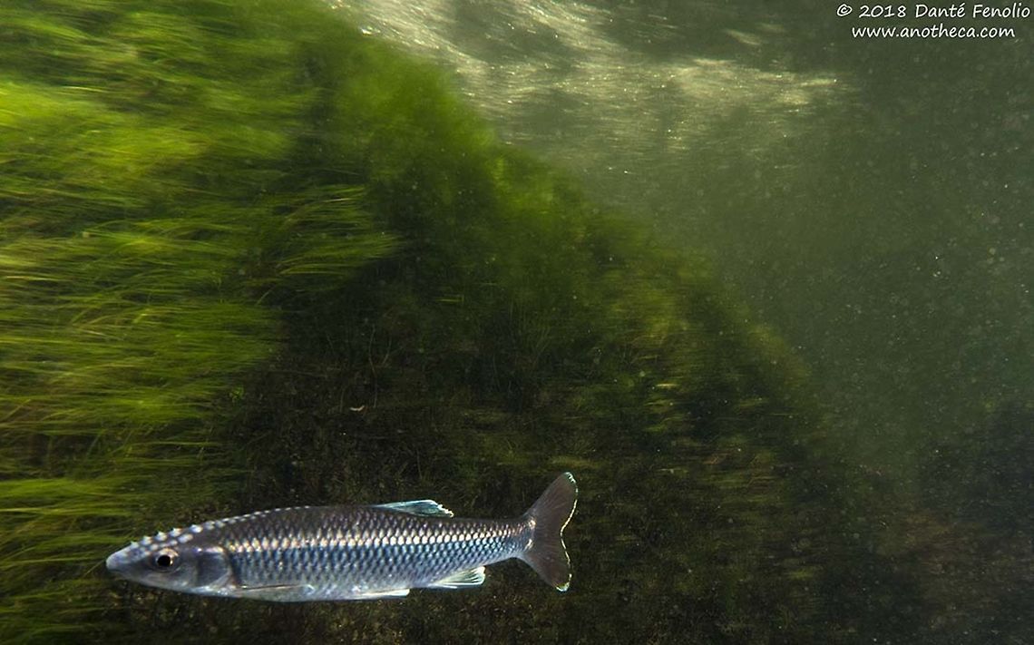 Alabama Shiner (Cyprinella callistia) Alabama Shiner (Cyprinella callistia), reproductive male swimming in the rapids, Conasauga River Snorkeling Hole, Conasauga River, Polk, County, Tennessee Alabama shiner,Cyprinella callistia,Geotagged,United States,Winter