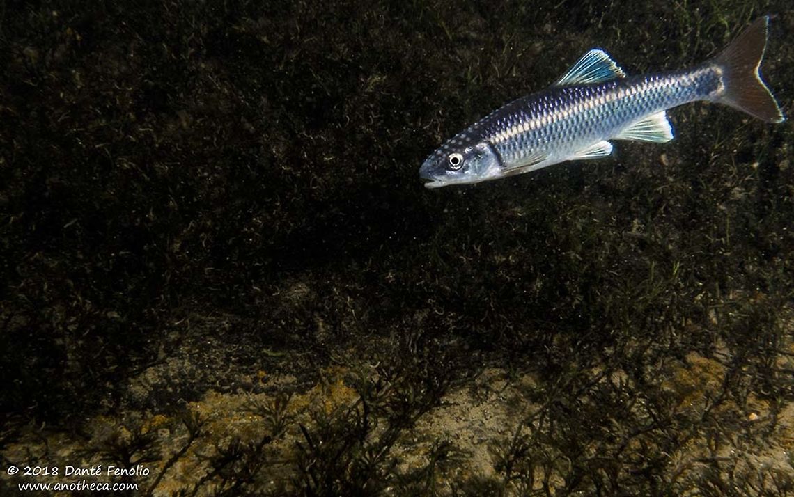Alabama Shiner (Cyprinella callistia) Alabama Shiner (Cyprinella callistia), reproductive male swimming in rapids, Conasauga River Snorkeling Hole, Conasauga River, Polk, County, Tennessee Alabama shiner,Cyprinella callistia