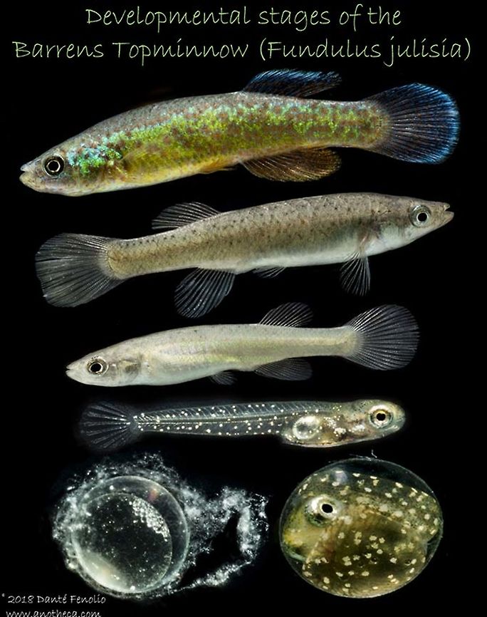 Barrens Topminnow (Fundulus julisia) A composite image of the Barrens Topminnow (Fundulus julisia), stages photographed at Conservation Fisheries Inc.  This is an IUCN endangered species and is one of the rarest fishes in North America. Barrens topminnow,Fundulus julisia