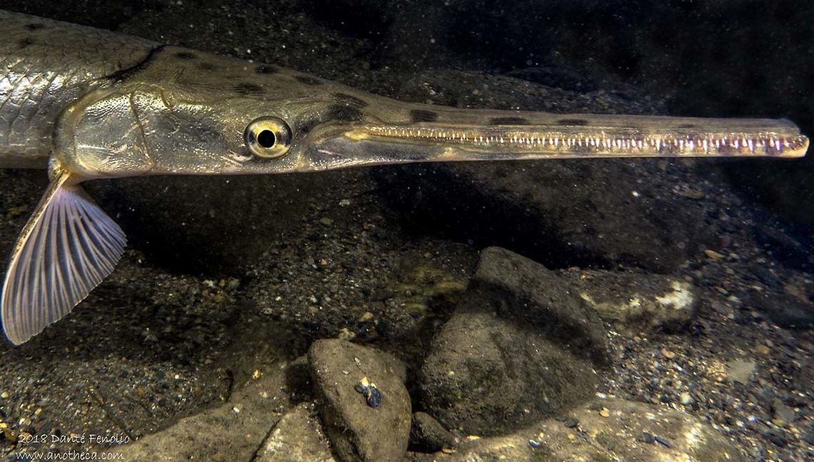 Longnose Gar (Lepisosteus osseus) Longnose Gar (Lepisosteus osseus), photographed in-situ at the Conasauga River Snorkeling Hole, Conasauga River, Polk, County, Tennessee.  This individual is approximately one meter in total length. Lepisosteus osseus,Longnose gar