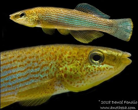 Male Northern Studfish (Fundulus catenatus) A composite image of a male Northern Studfish (Fundulus catenatus) photographed on the Little River, Blount Co, TN Fundulus catenatus,Geotagged,Northern Studfish,Summer,United States