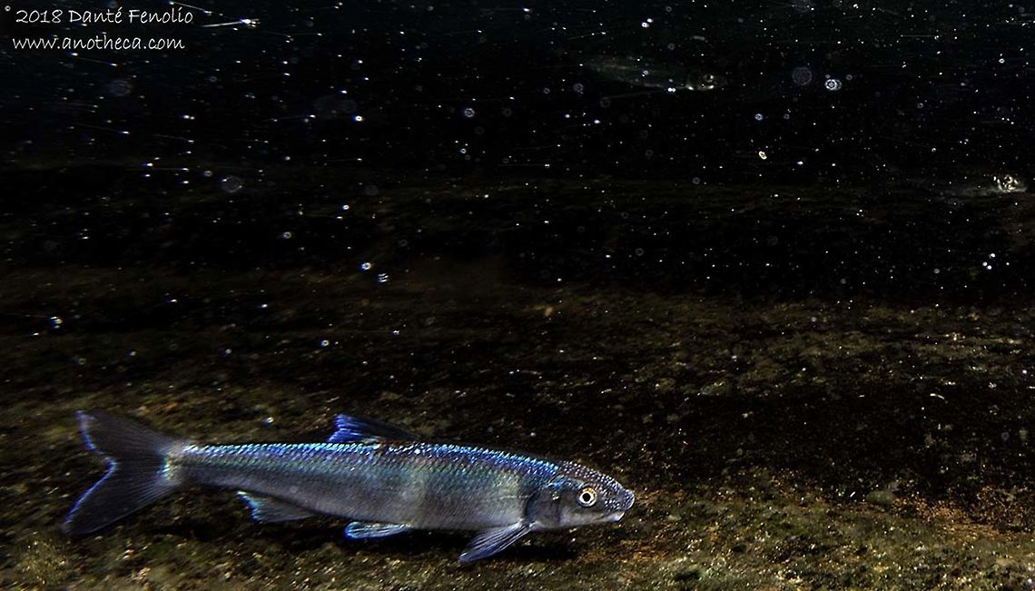 Male Spotfin Chub (Erimonax monachus) A Spotfin Chub (Erimonax monachus) swimming in the strong rapids of a mountain stream on the boarder of Tennessee and North Carolina.  This male is in breeding condition: bright colors and development of conical spines. This is a federally listed threatened species. Cyprinella monacha,Spotfin chub
