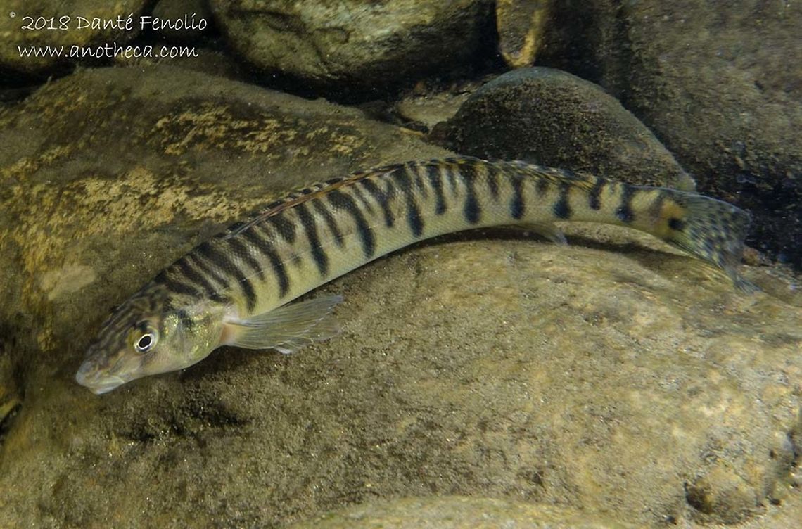 Mobile Logperch (Percina kathae) Mobile logperch (Percina kathae), photographed on the Conasauga River Snorkeling Hole, Conasauga River, Polk County, Tennessee Mobile logperch,Percina kathae