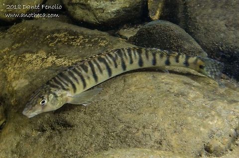 Mobile Logperch (Percina kathae) Mobile logperch (Percina kathae), photographed on the Conasauga River Snorkeling Hole, Conasauga River, Polk County, Tennessee Mobile logperch,Percina kathae
