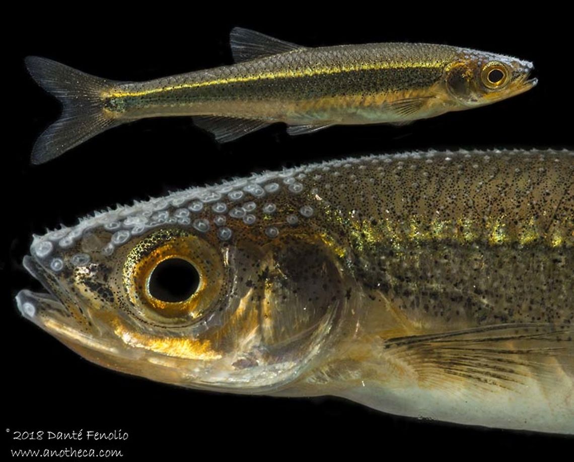 Mountain Shiner (Lythrurus lirus) Composite image of a male Mountain Shiner (Lythrurus lirus), photographed on the Little River, Blount Co, TN  Geotagged,Lythrurus lirus,Mountain shiner,Summer,United States