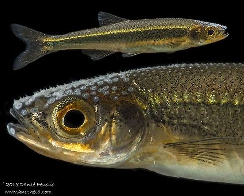 Mountain Shiner (Lythrurus lirus) Composite image of a male Mountain Shiner (Lythrurus lirus), photographed on the Little River, Blount Co, TN  Geotagged,Lythrurus lirus,Mountain shiner,Summer,United States