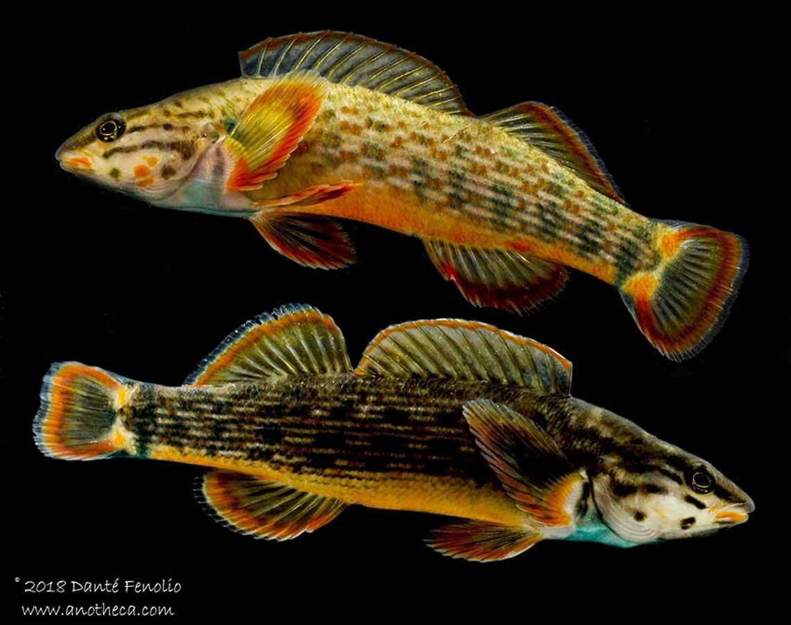 Redline Darters (Etheostoma rufilineatum) A composite image of Redline Darters (Etheostoma rufilineatum), observed on the Little River, Blount County, TN Etheostoma rufilineatum,Redline darter