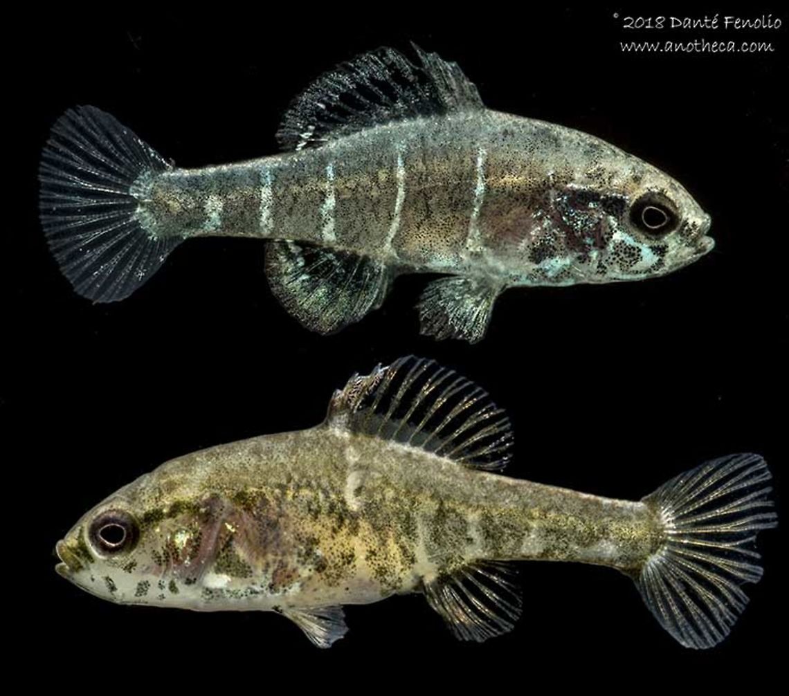 Spring Pygmy Sunfish (Elassoma alabamae) Spring Pygmy Sunfish (Elassoma alabamae), reproductive adults (male, top - female, bottom), photographed at Conservation Fisheries Inc.  This is an imperiled species from a single site that is earmarked to become a Toyota plant.  Listed by the IUCN as critically endangered. Elassoma alabamae,Spring pygmy sunfish