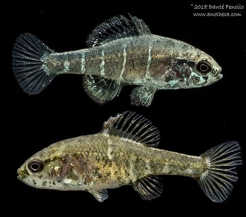 Spring Pygmy Sunfish (Elassoma alabamae) Spring Pygmy Sunfish (Elassoma alabamae), reproductive adults (male, top - female, bottom), photographed at Conservation Fisheries Inc.  This is an imperiled species from a single site that is earmarked to become a Toyota plant.  Listed by the IUCN as critically endangered. Elassoma alabamae,Spring pygmy sunfish