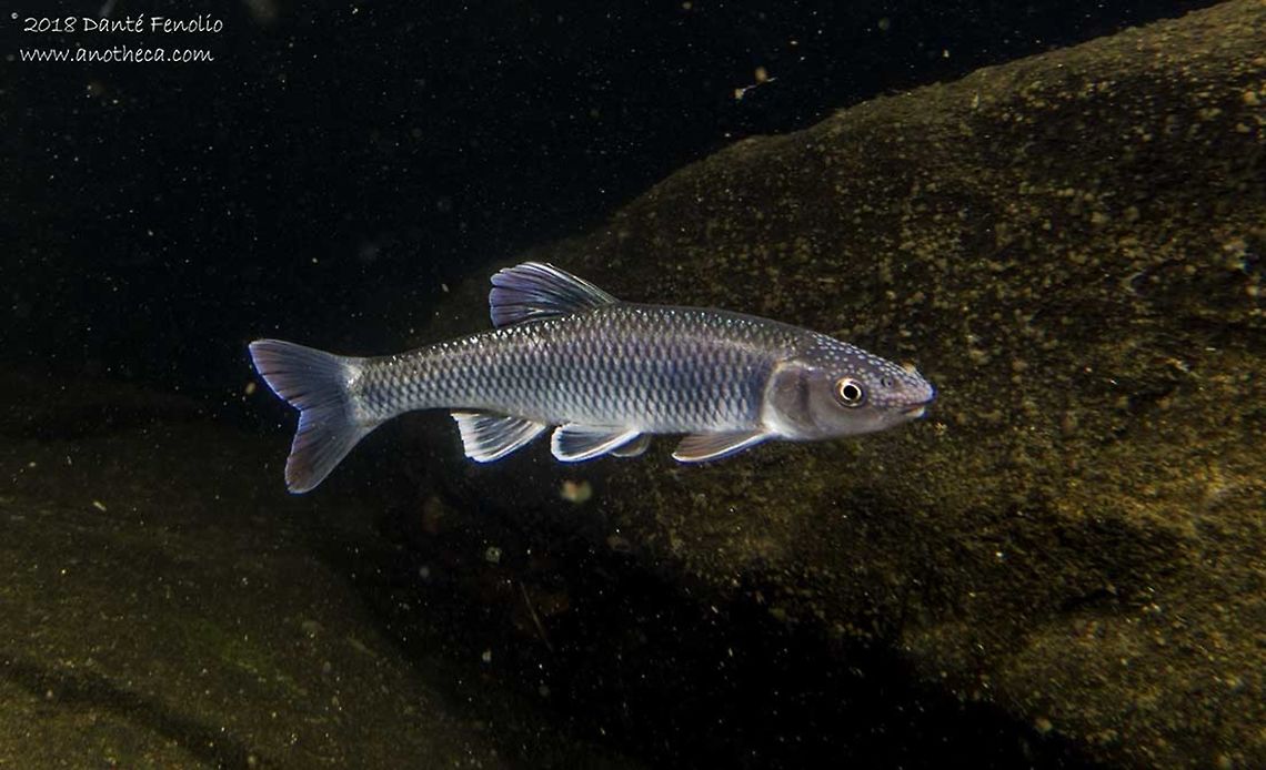 Whitetail Shiner (Cyprinella galactura) Whitetail Shiner (Cyprinella galactura), photographed in-situ in a stream in NC near Cheoah Dam, NC, USA Cyprinella galactura,Whitetail shiner