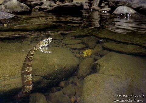 Midland Watersnake (Nerodia sipedon pleuralis) in-situ Midland Watersnake (Nerodia sipedon pleuralis), Mulberry River, Johnson County, AR, USA Geotagged,Nerodia sipedon,Northern water snake,United States,Winter