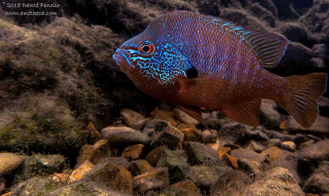 Male Ozark Longear Sunfish (Lepomis megalotis) Finally got to see a male Ozark Longear Sunfish (Lepomis megalotis) guarding eggs and colored up. The beating this guy put on any other fish within a half meter or so was impressive. He attacked my underwater rig and my hands. This fish is a good dad. Observed and photographed on Nature Conservancy property in the Kings River, Madison County, Arkansas, 26 June 2018. Geotagged,Lepomis megalotis,Longear sunfish,United States,Winter