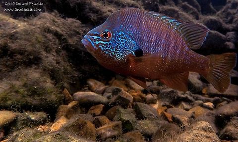 Male Ozark Longear Sunfish (Lepomis megalotis) Finally got to see a male Ozark Longear Sunfish (Lepomis megalotis) guarding eggs and colored up. The beating this guy put on any other fish within a half meter or so was impressive. He attacked my underwater rig and my hands. This fish is a good dad. Observed and photographed on Nature Conservancy property in the Kings River, Madison County, Arkansas, 26 June 2018. Geotagged,Lepomis megalotis,Longear sunfish,United States,Winter