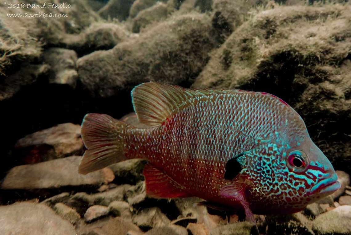 Ozark Longear Sunfish (Lepomis megalotis) A male Ozark Longear Sunfish (Lepomis megalotis) - this one is more blue than red. The fish is guarding eggs and is colored up beyond normal coloration.  Geotagged,Lepomis megalotis,Longear sunfish,United States,Winter