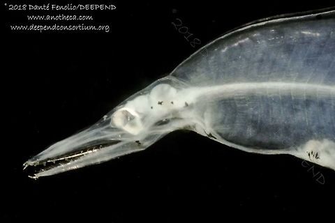 Leptocephalus (Dyssoma anguillare) trawled from the Gulf of Mexico from between 1,500 meters depth and the surface, July 2018.  Part of the DEEPEND project.  Deep Sea,Dysomma anguillare